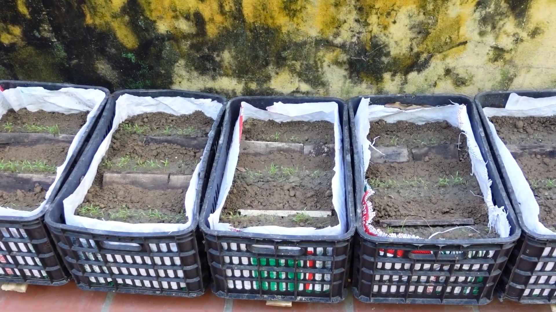 Boost Carrot Yield