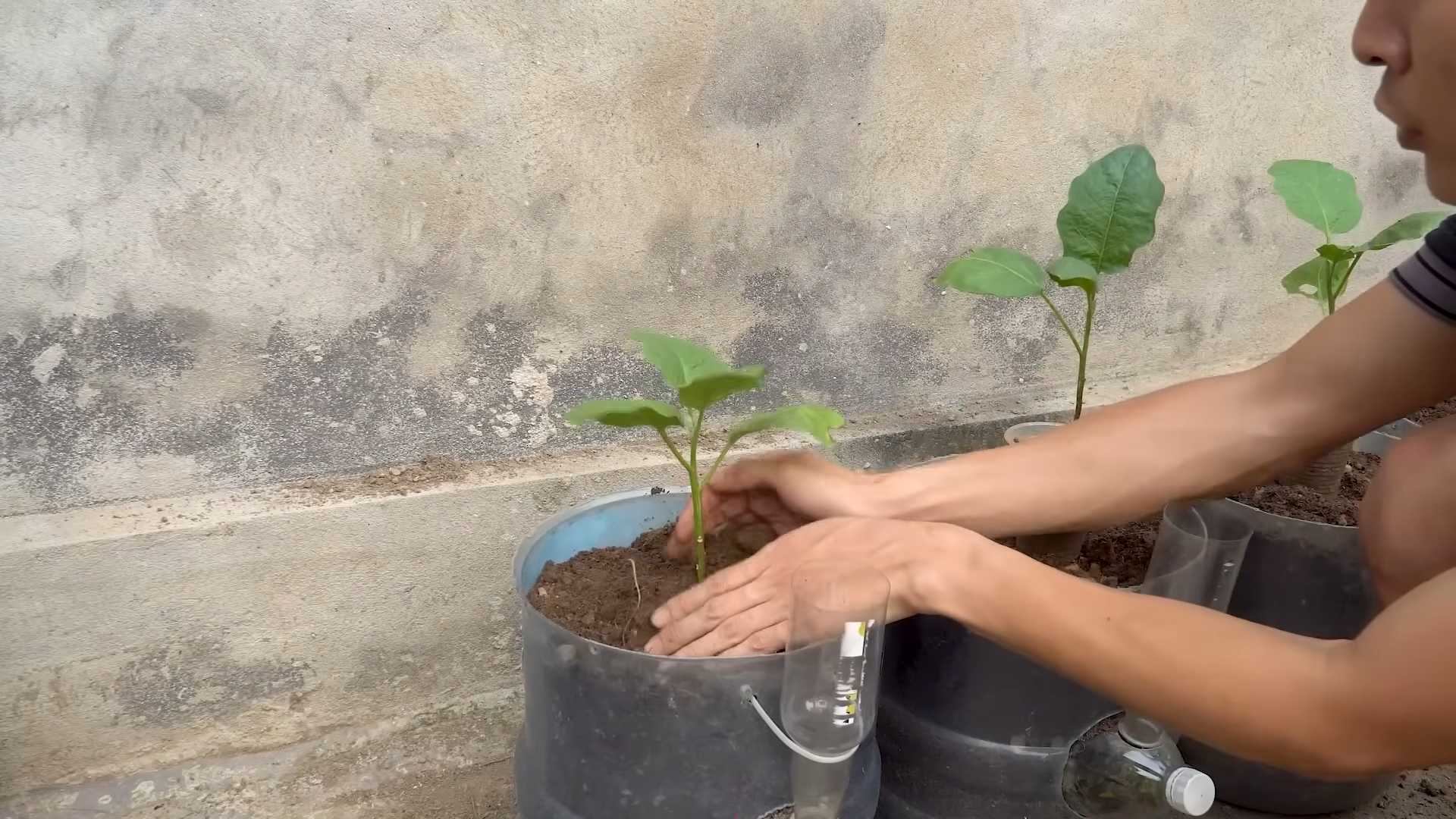Grow Eggplant Fast