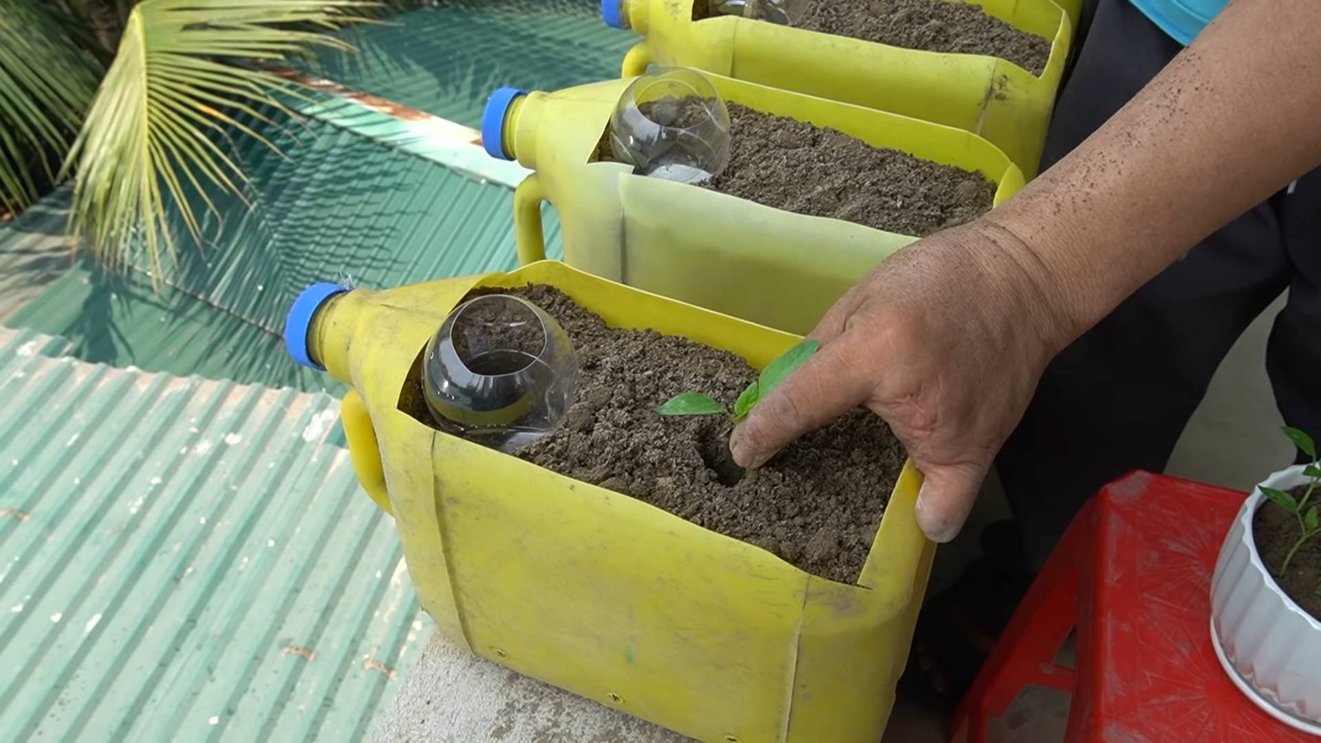 DIY bell pepper bottle garden