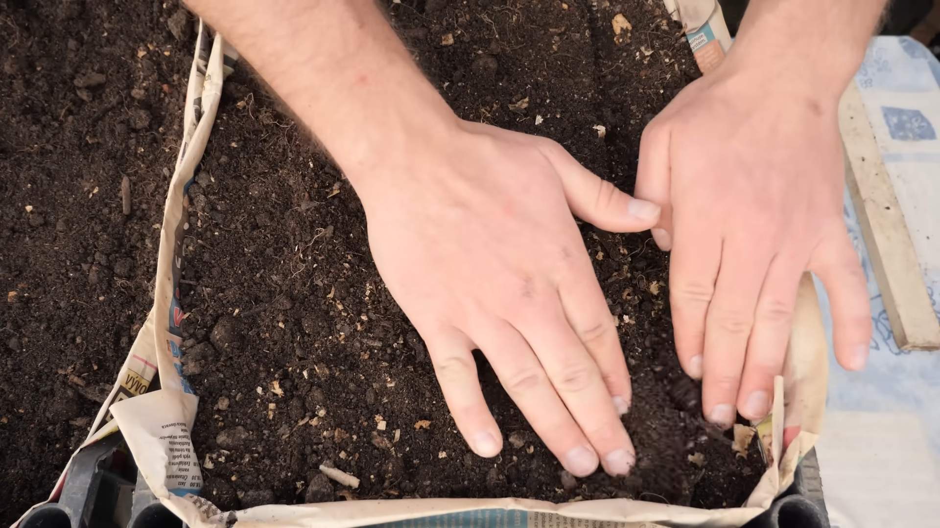 Grow carrots at home