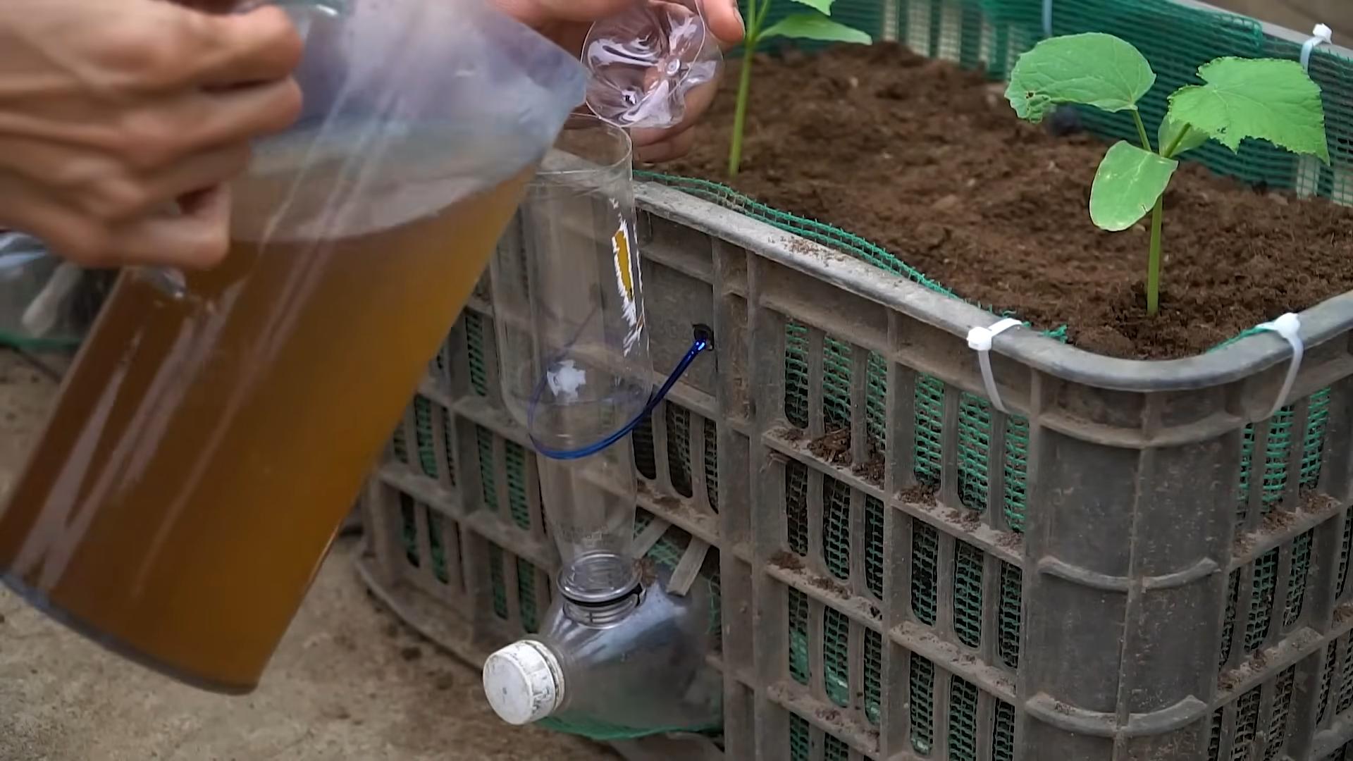 Cucumber Growing Tips