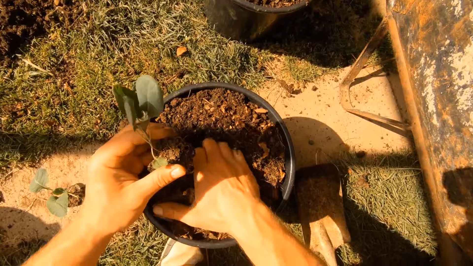 Growing Brussels Sprouts Pots