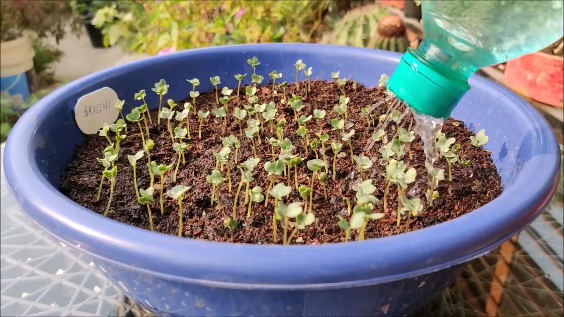 Grow Broccoli Easily