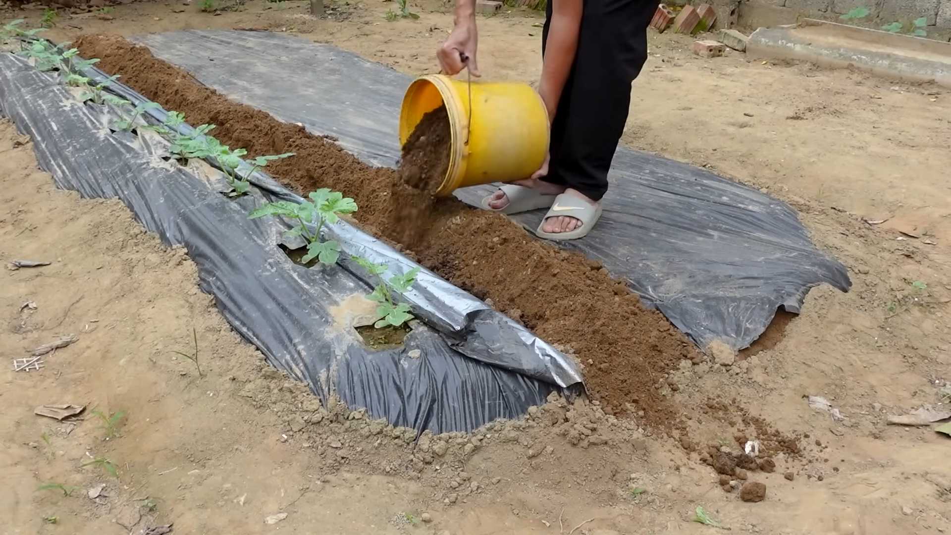 Growing Watermelons at Home