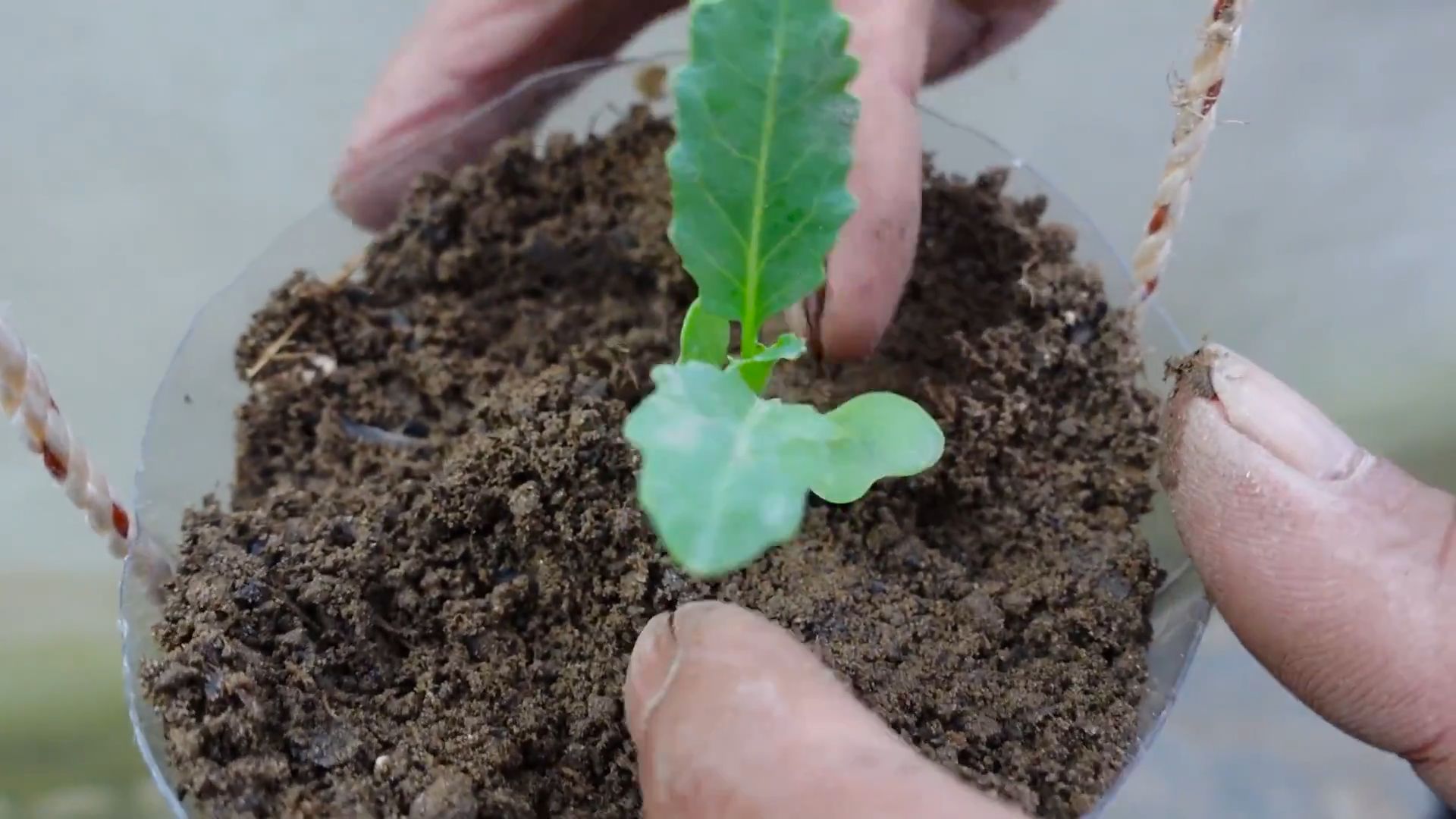 Grow Kohlrabi Indoors Outdoors
