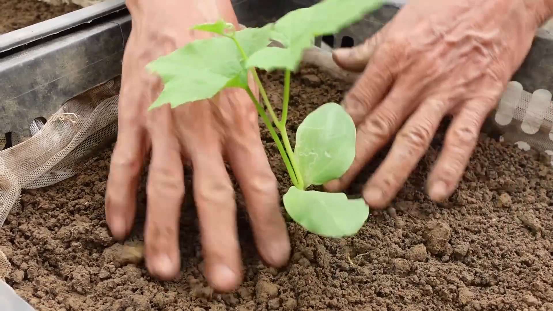 Grow Angled Luffa