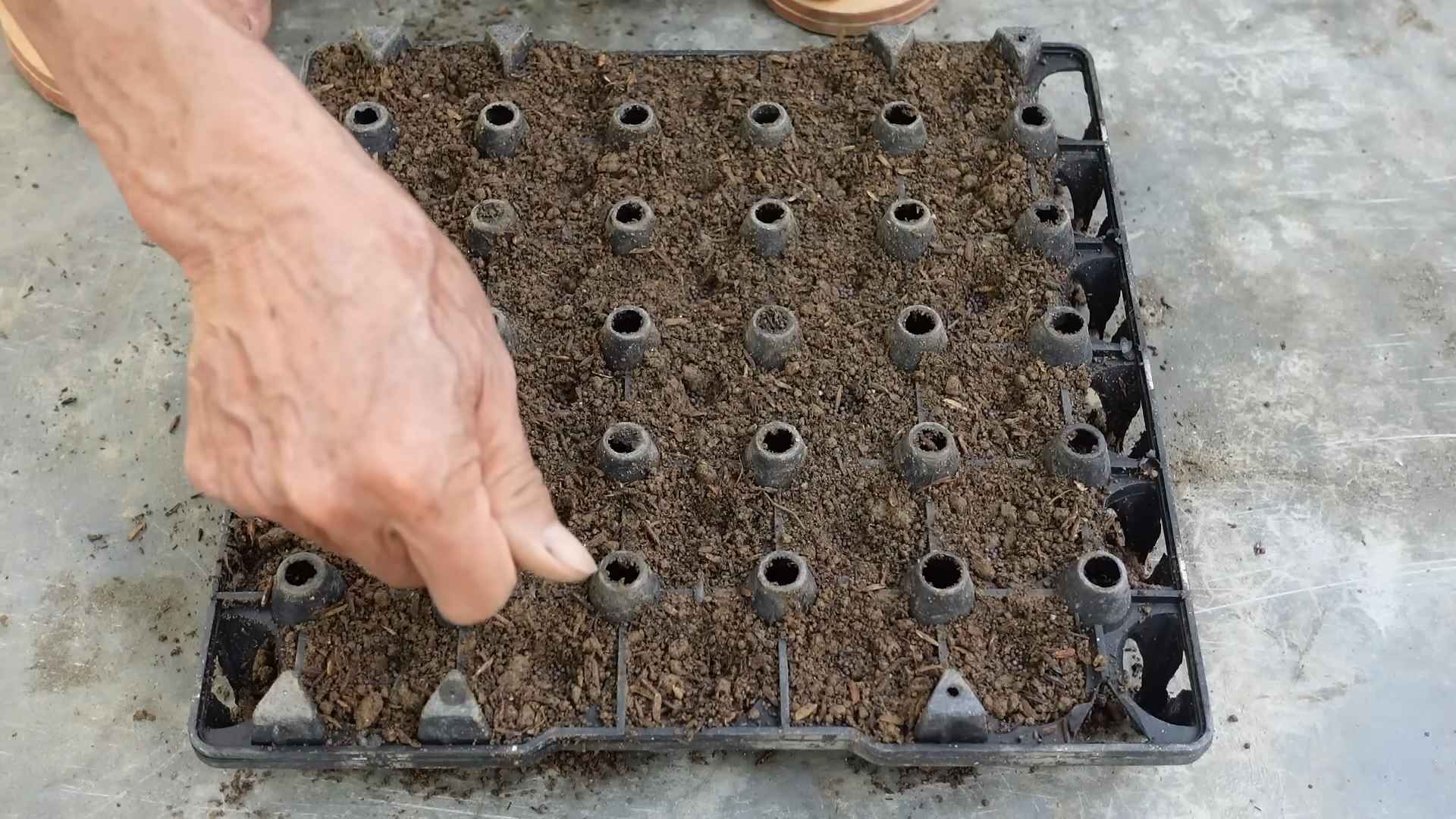 Napa Cabbage Growing Guide