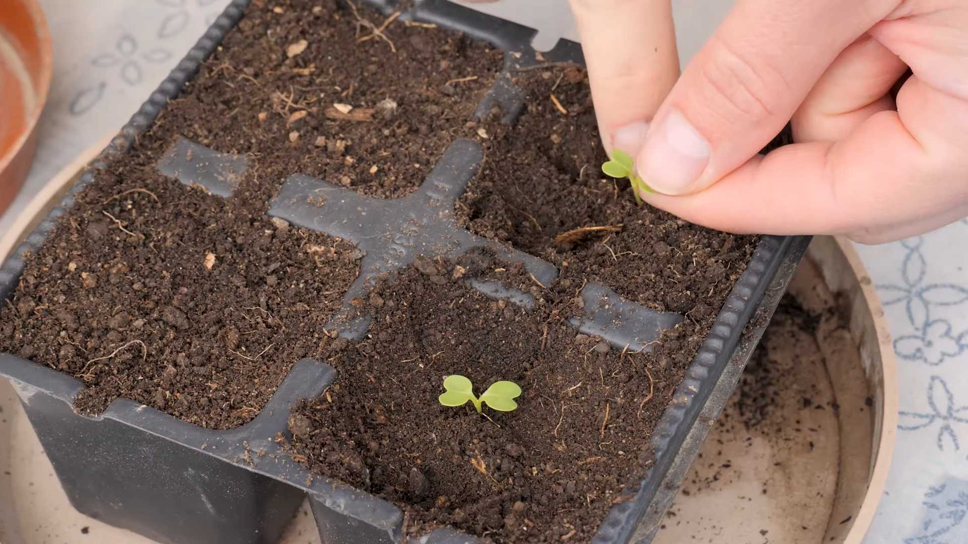 Grow Bok Choy Backyard