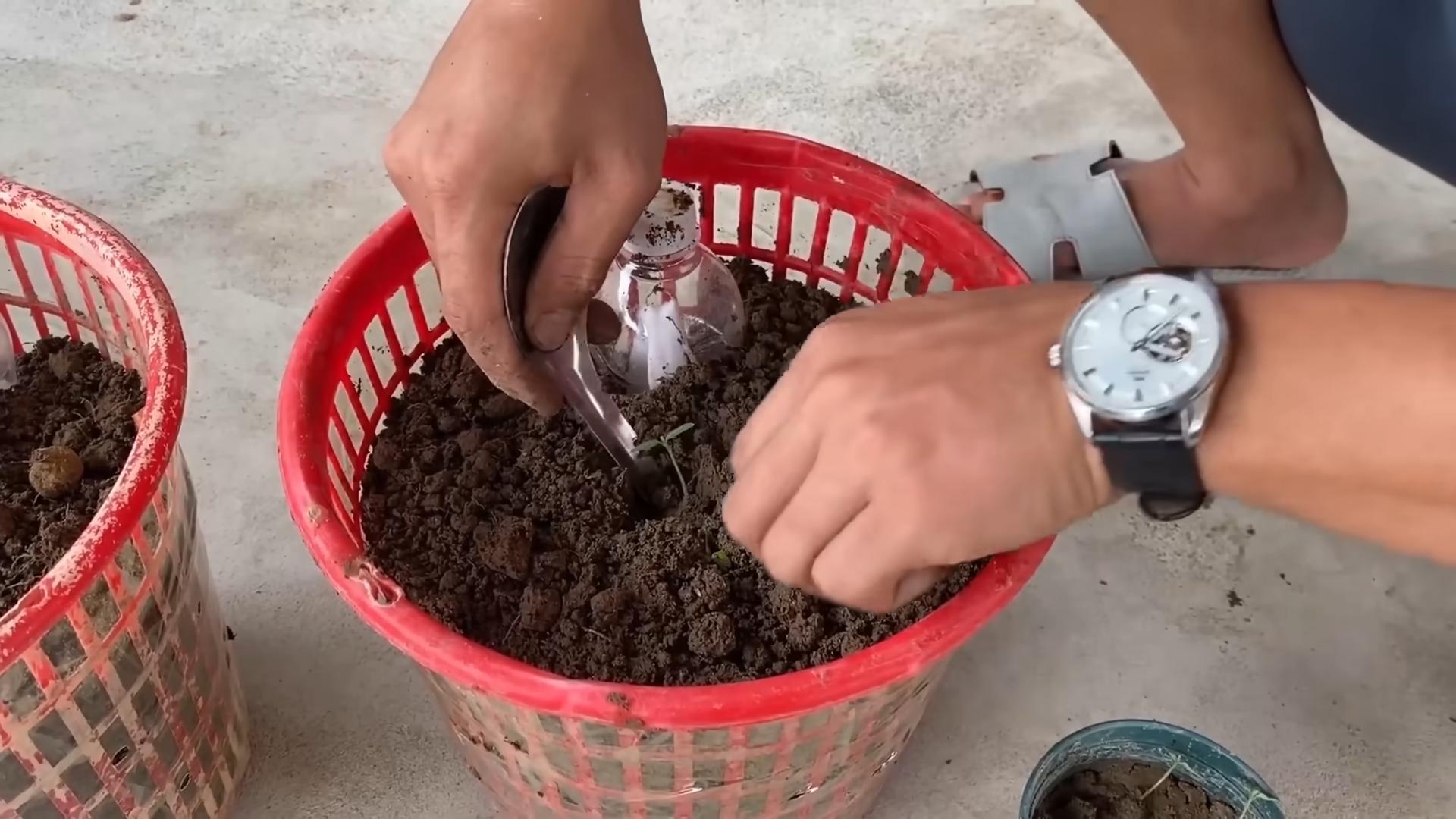 Waterless tomato growing