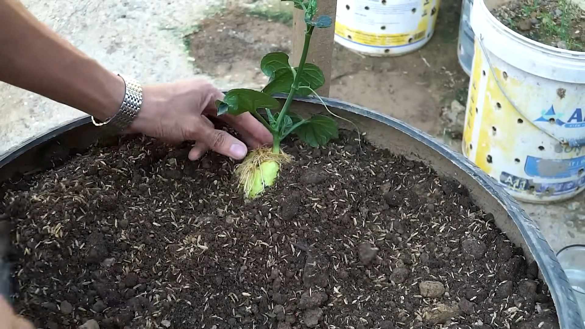 Potato bag growing