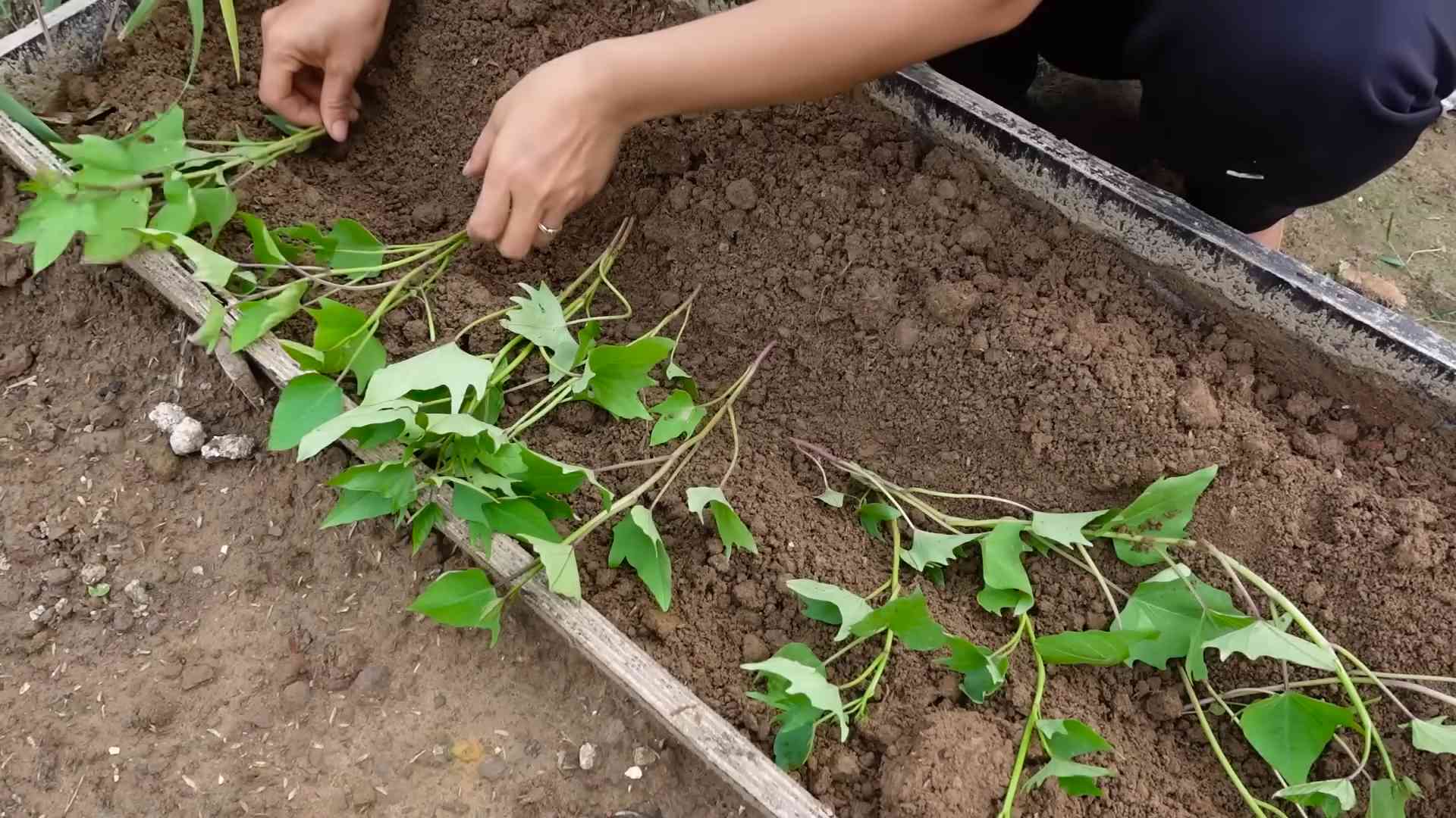 Grow Sweet Potatoes