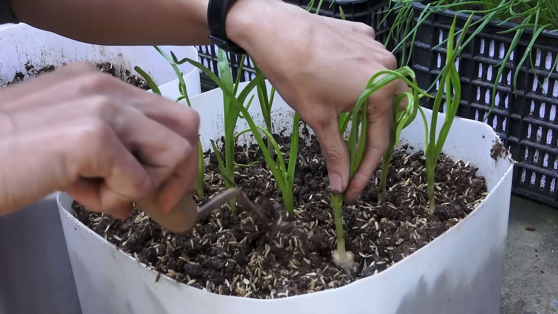 Growing Garlic in Water Bottles