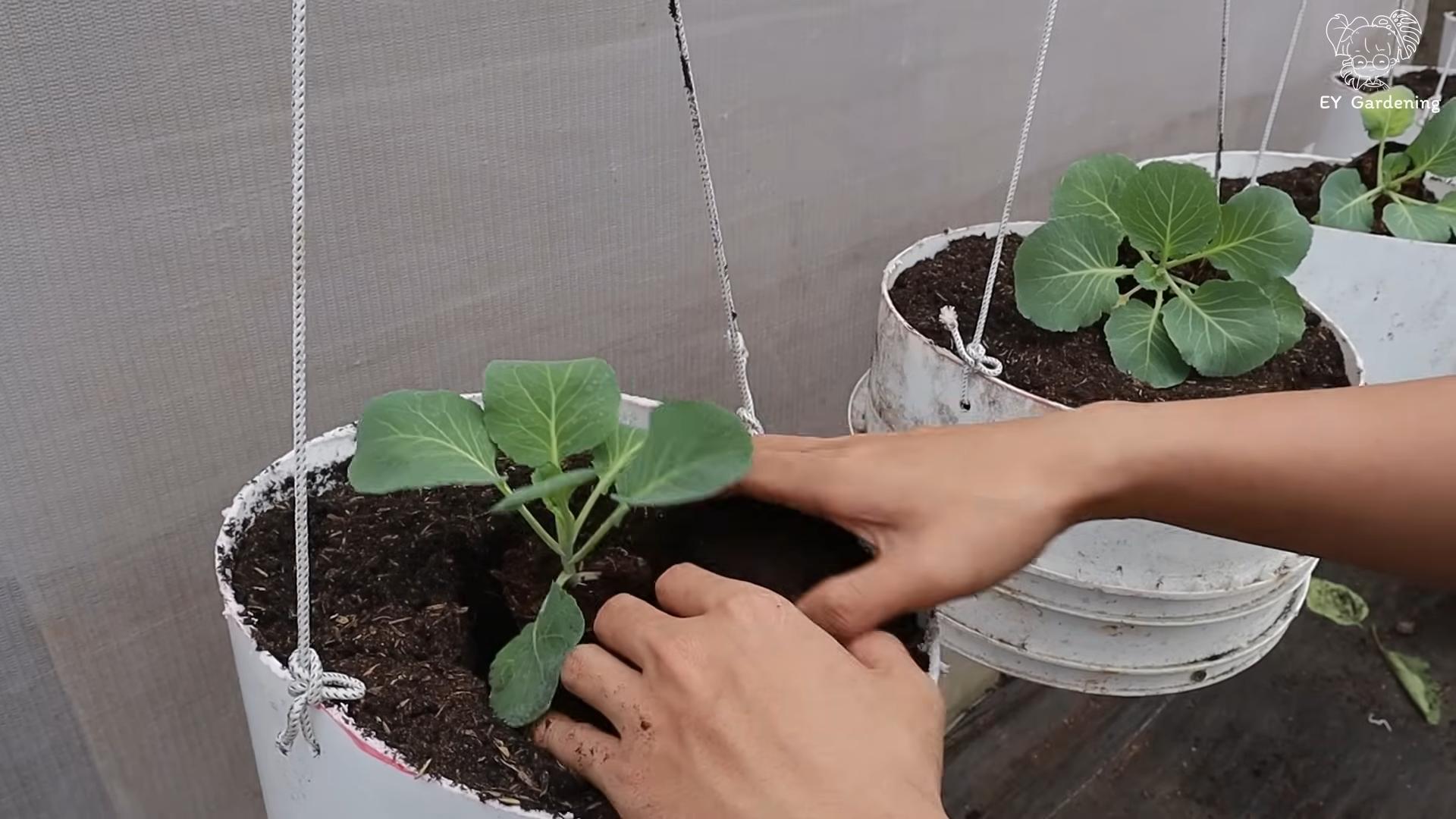 Grow Cabbage From Seed