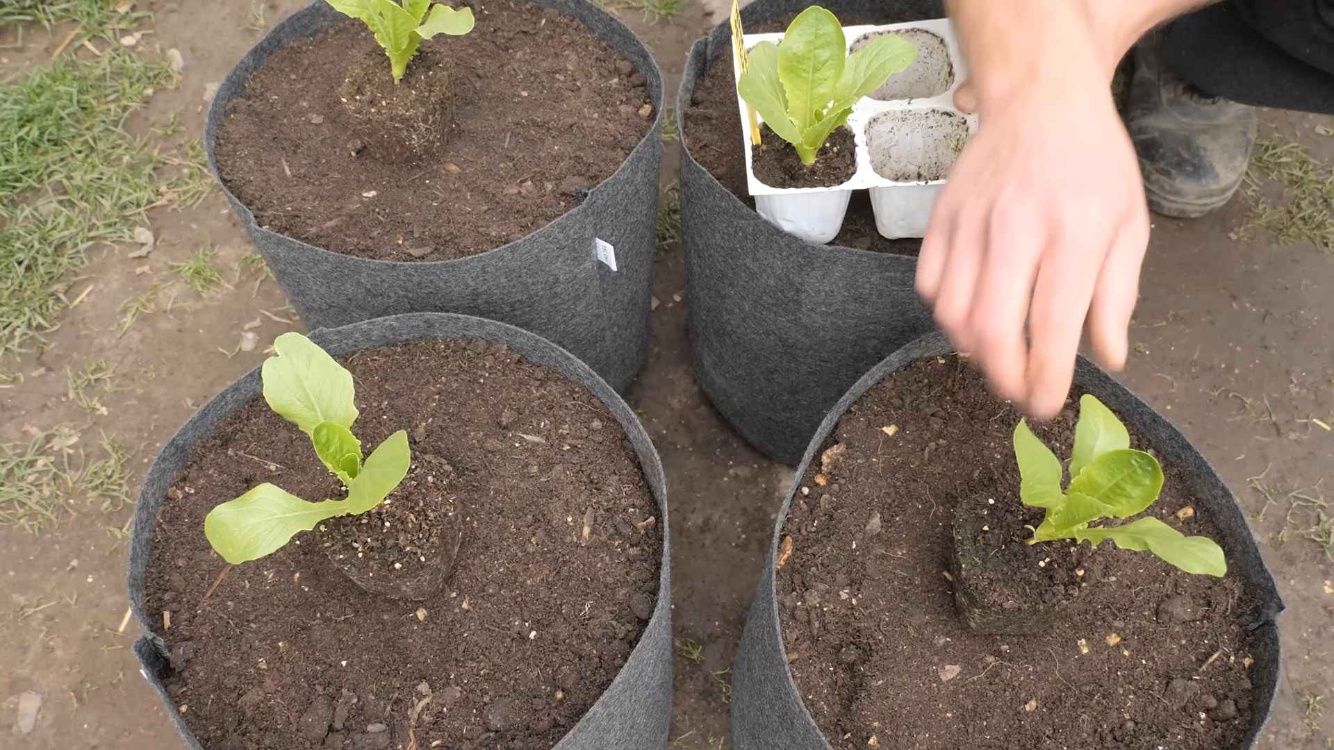 Growing Romaine Lettuce