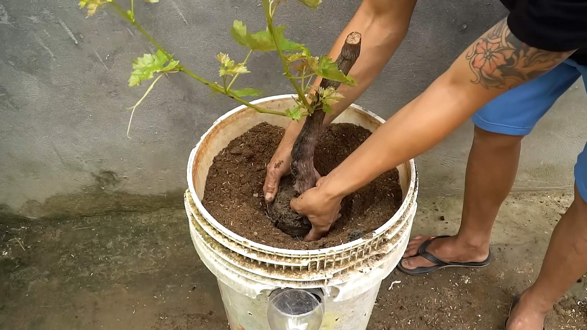 Grape harvesting tips