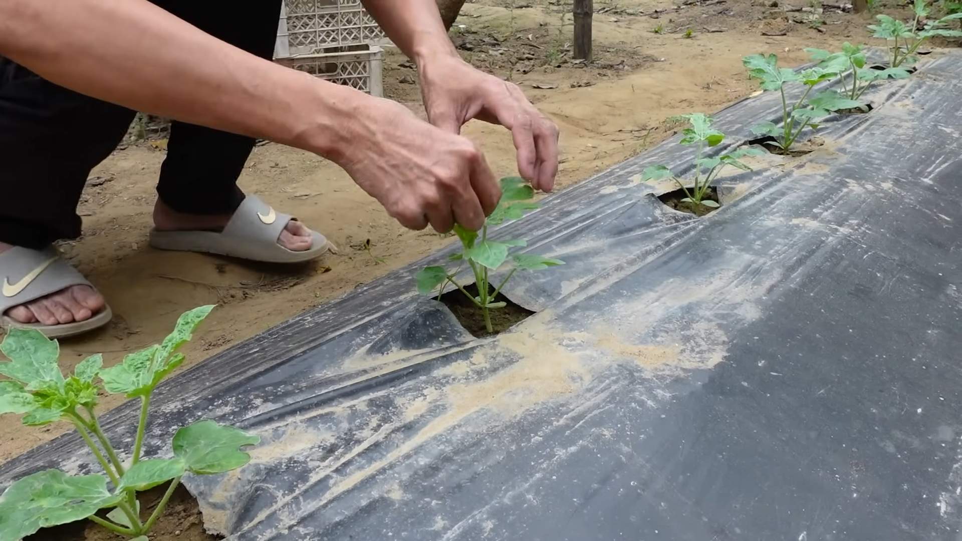 Grow Watermelons at Home
