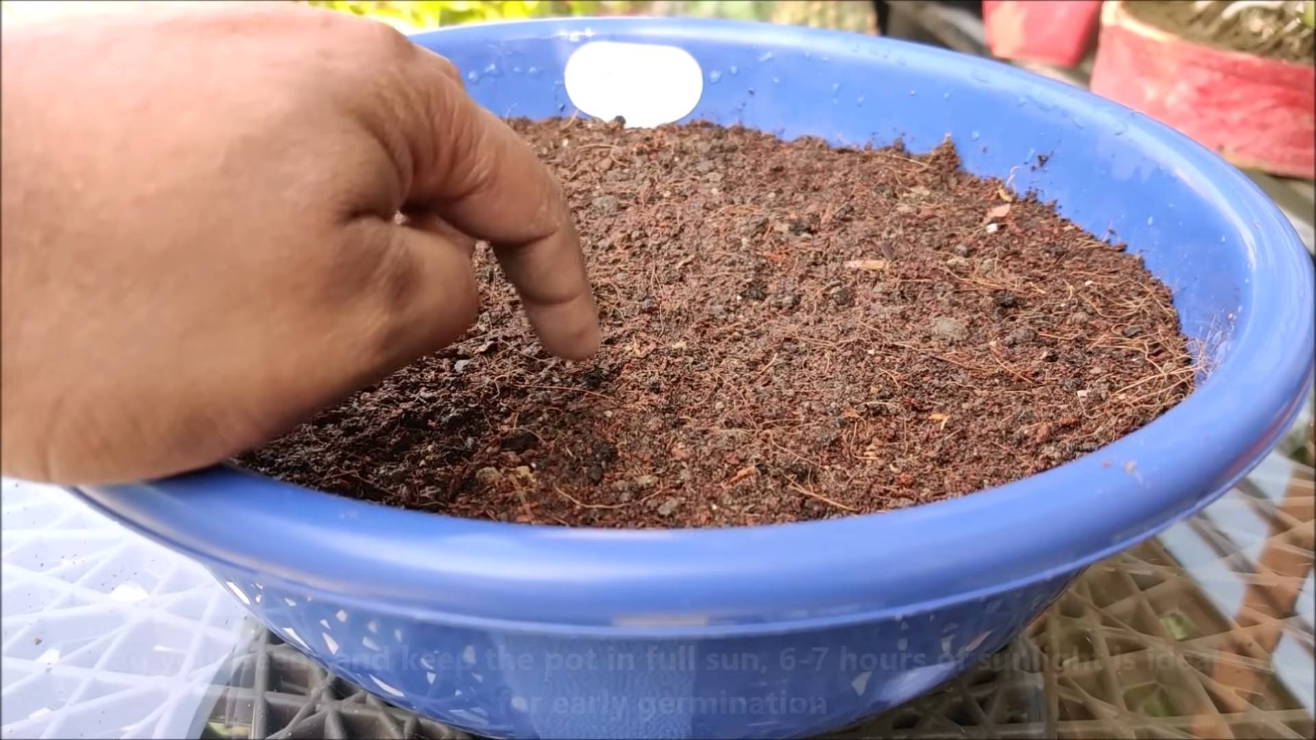 Raise broccoli at home
